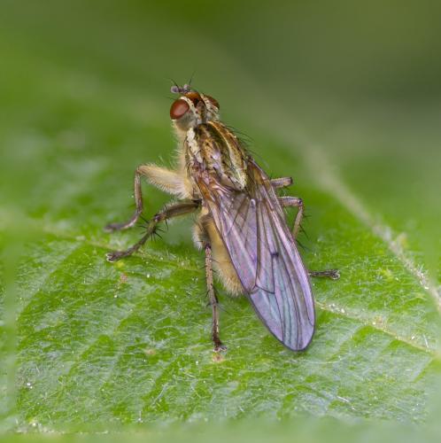 Réf. 356 027 : Scathophaga stercoraria